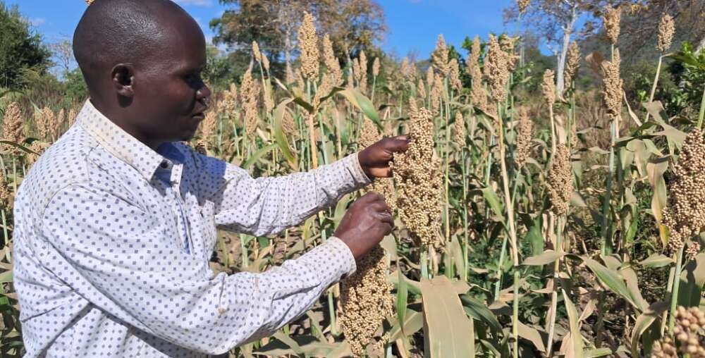 Premium Sesame Seeds for International Markets