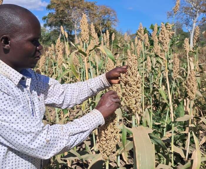 Premium Sesame Seeds for International Markets