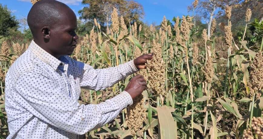 Premium Sesame Seeds for International Markets