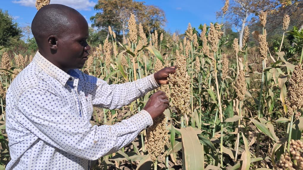 Premium Sesame Seeds for International Markets