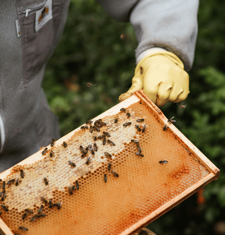 Natural African Honey for Global Markets