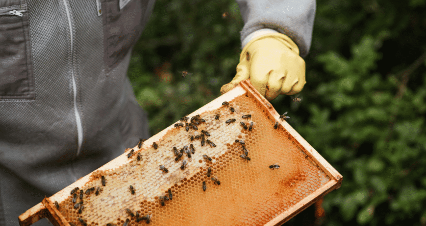 Natural African Honey for Global Markets