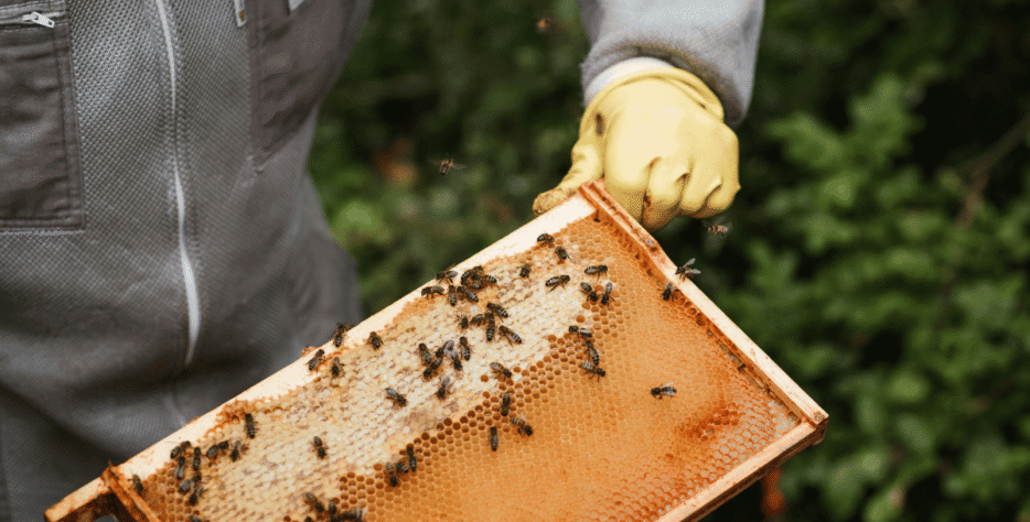 Natural African Honey for Global Markets