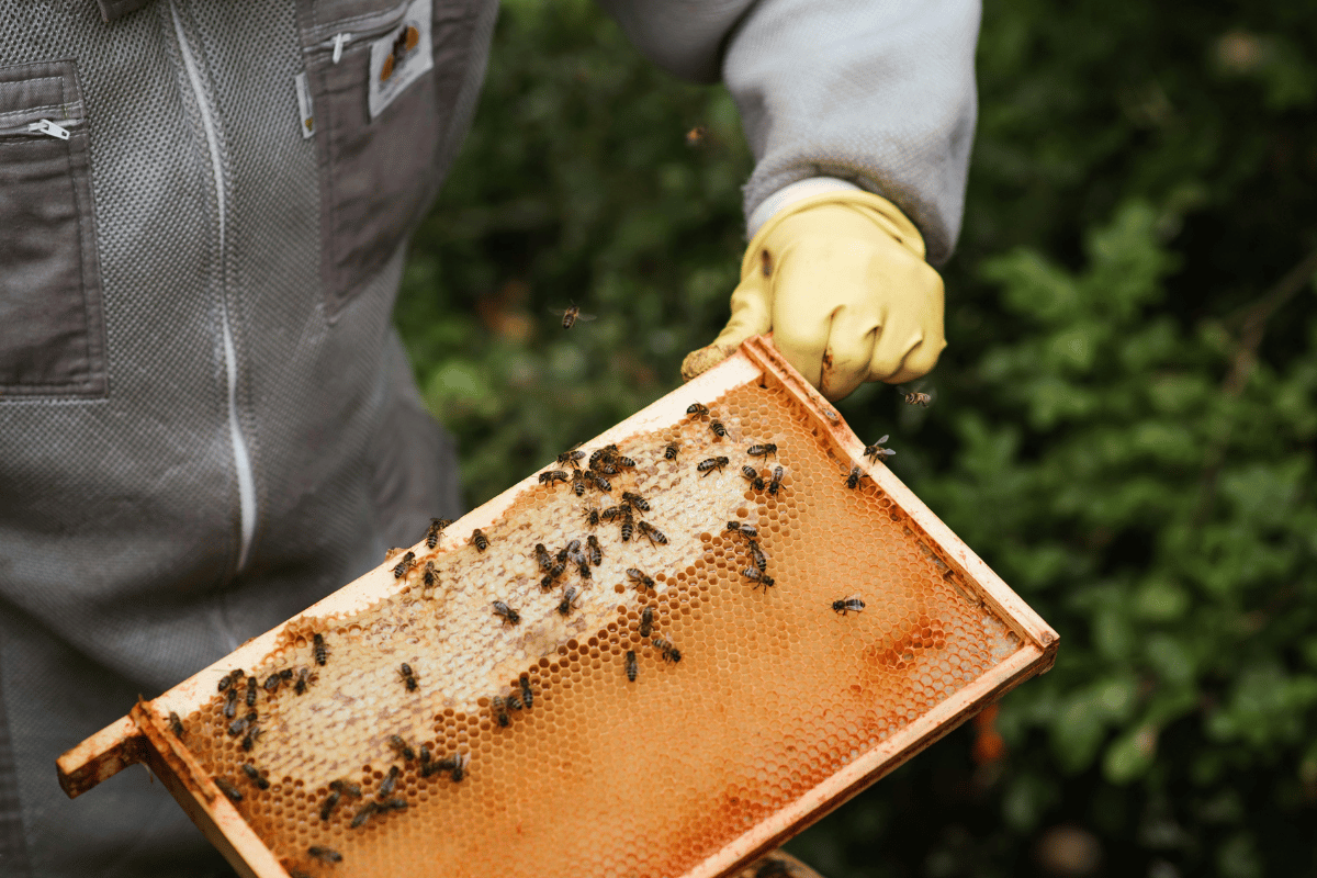Natural African Honey for Global Markets