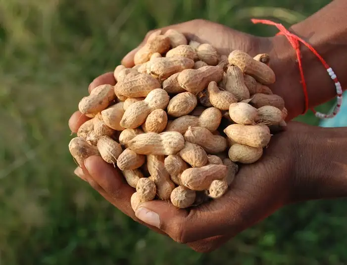 Cleaned & Graded Groundnuts for International Markets
