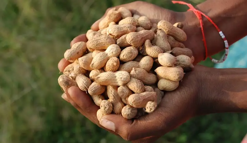 Cleaned & Graded Groundnuts for International Markets