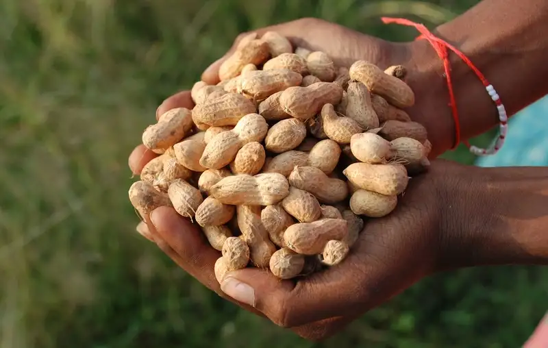 Cleaned & Graded Groundnuts for International Markets