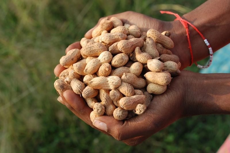 Cleaned & Graded Groundnuts for International Markets