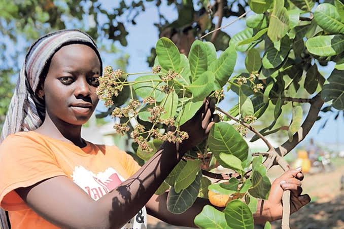 Processed Cashew Nuts for Global Buyers